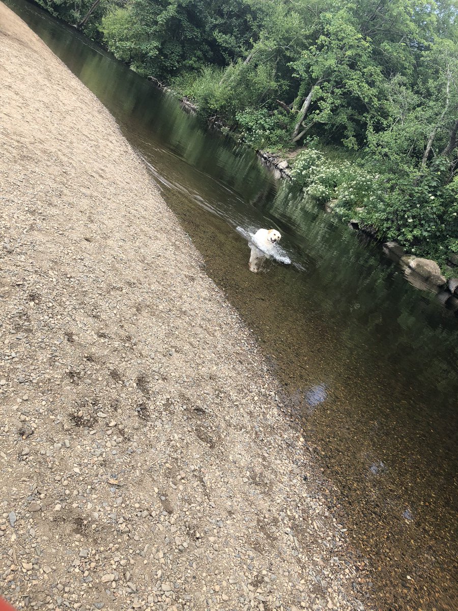 gemsy21's tweet photo. A lovely walk yesterday, had to carry the boy as he was tired from playing in the water with the dog #devon #walks #restdays #teigngrace #riversofdevon https://t.co/Fzd7cBABaI