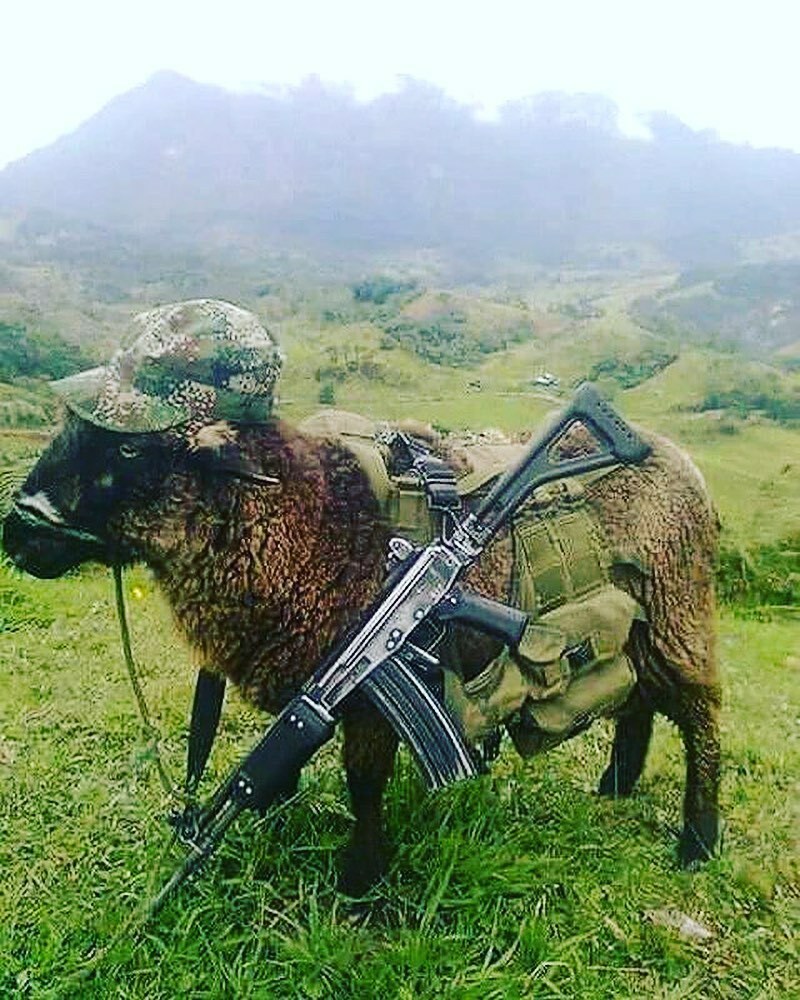 welshbollocks's tweet photo. Dyfed Powys police have revealed their secret weapon against illegal visitors from over Offas Dyke. https://t.co/nlPtkdgeFi https://t.co/xcEyiIWAva