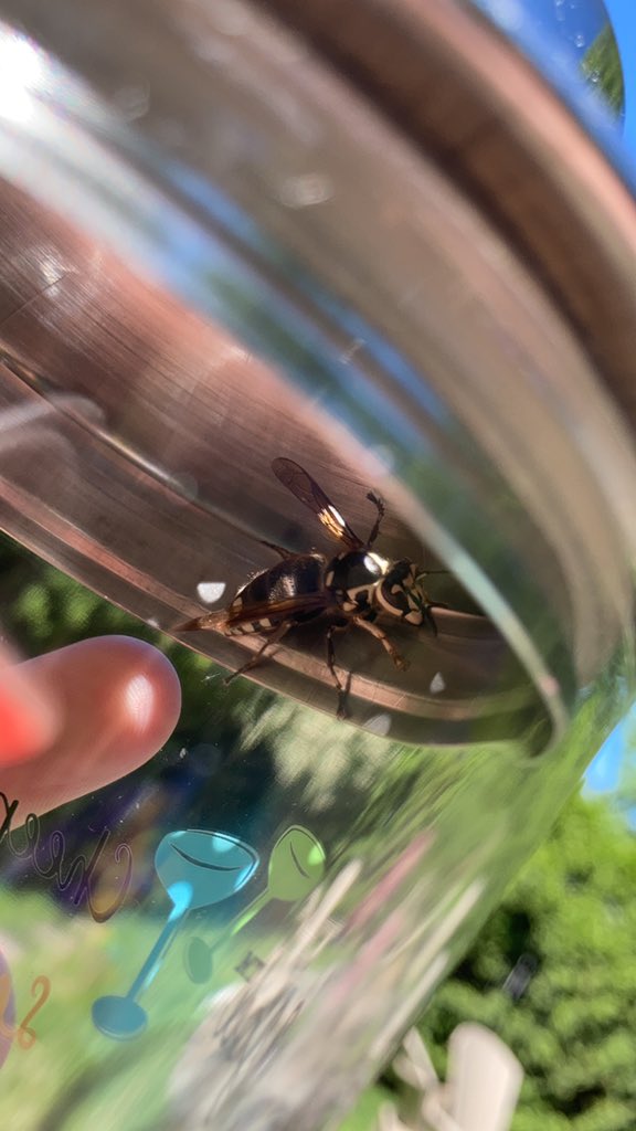 gingerdamus's tweet photo. @USDA we think we caught one of those new Asian Giant Hornets in Long Island. Whuddya think? Want to come get it? https://t.co/W4Kzfotd4W