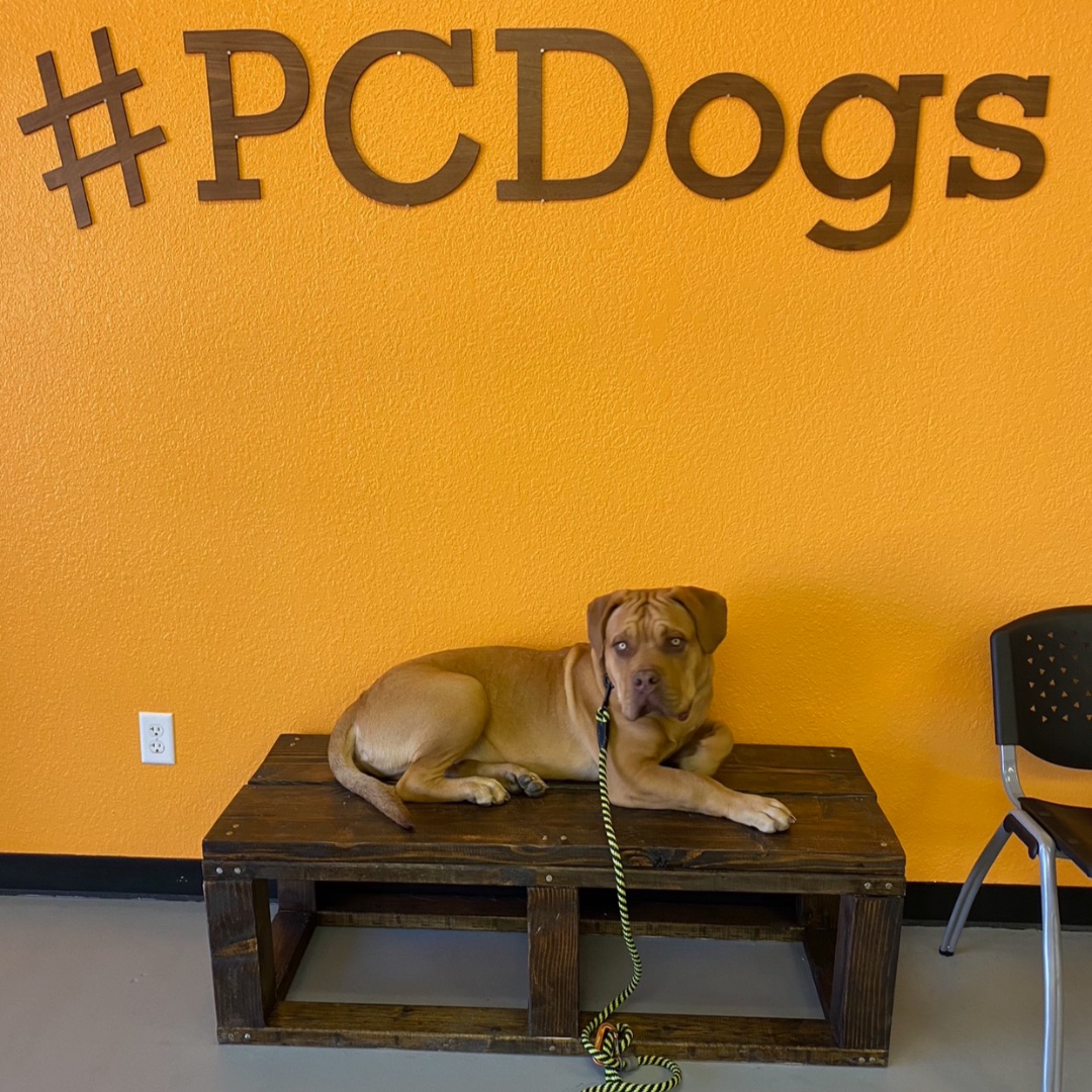 PCDogTraining's tweet photo. Turner might look tough, but he’s such a sweetheart and one of our very own #PCDogs! 🐾 https://t.co/m2NDtDfRhb