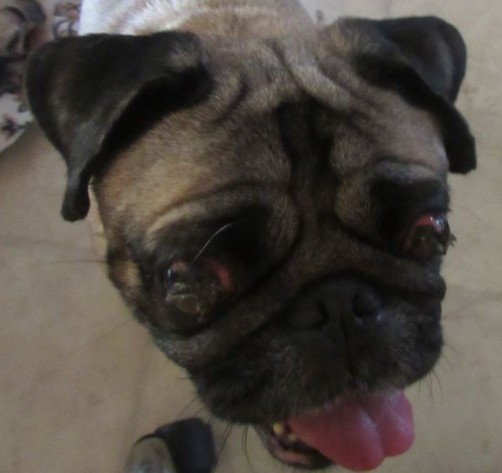 MilwPugFest's tweet photo. At only 7 years old, newest hospice pug "Charming Charlie" has eyes so infected they're near bursting, and will have to immediately be removed. How could this be allowed to happen to such a young dog? Donations for vet care gratefully accepted. https://t.co/4HaeWFeh5d #pugrescue https://t.co/Dh5nQaseDW