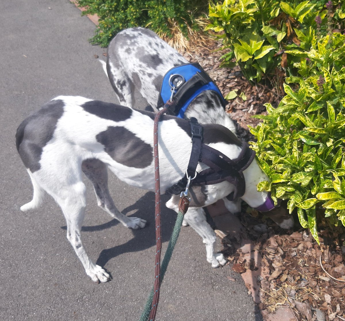 PittvillePets's tweet photo. I've missed these beautiful.girls! #dogwalking #cheltenhamdogs #dogsoftwitter https://t.co/thGSiGIiTx