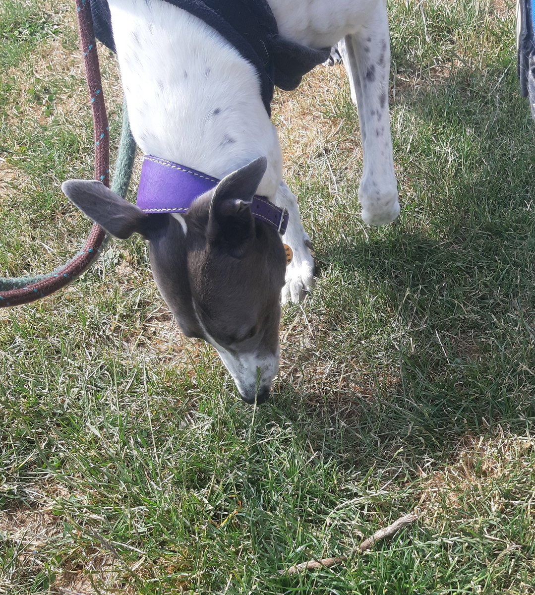PittvillePets's tweet photo. I've missed these beautiful.girls! #dogwalking #cheltenhamdogs #dogsoftwitter https://t.co/thGSiGIiTx