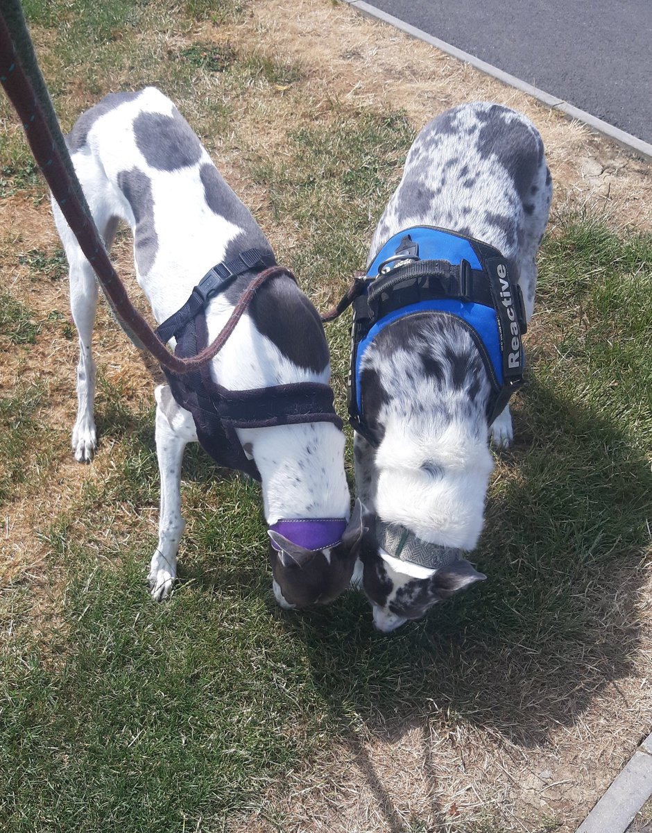 PittvillePets's tweet photo. I've missed these beautiful.girls! #dogwalking #cheltenhamdogs #dogsoftwitter https://t.co/thGSiGIiTx