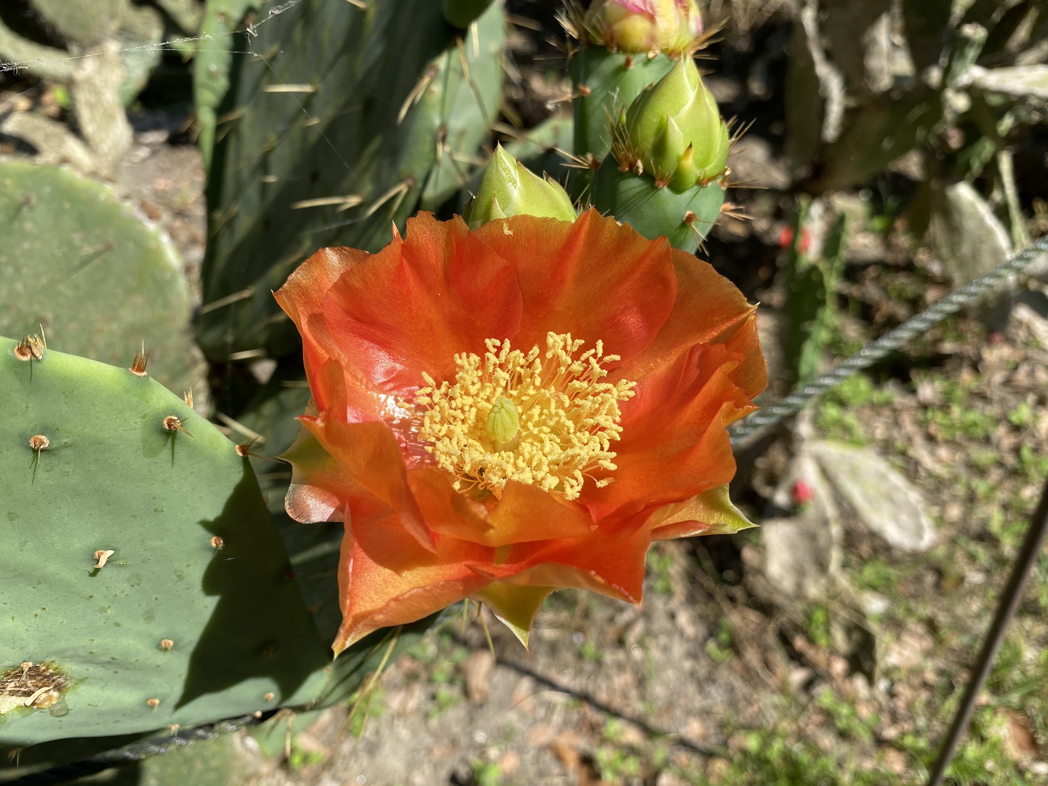 長崎バイオパーク公式 代わりに ウチワサボテン の花が咲き始めました T Co 84lq49imes Twitter