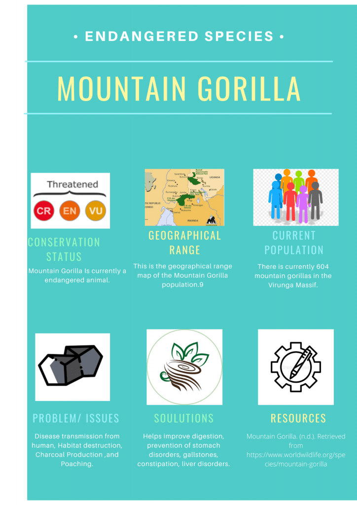 balldontlielil's tweet photo. This is my infographic, you can see all the basic information about these Mountain gorillas, the problems part is important as these are the main reasons the Mountain Gorillas went close to extinction in the first place!!
#SaveMountainGorillas
@WWF https://t.co/PhzR00v7lZ