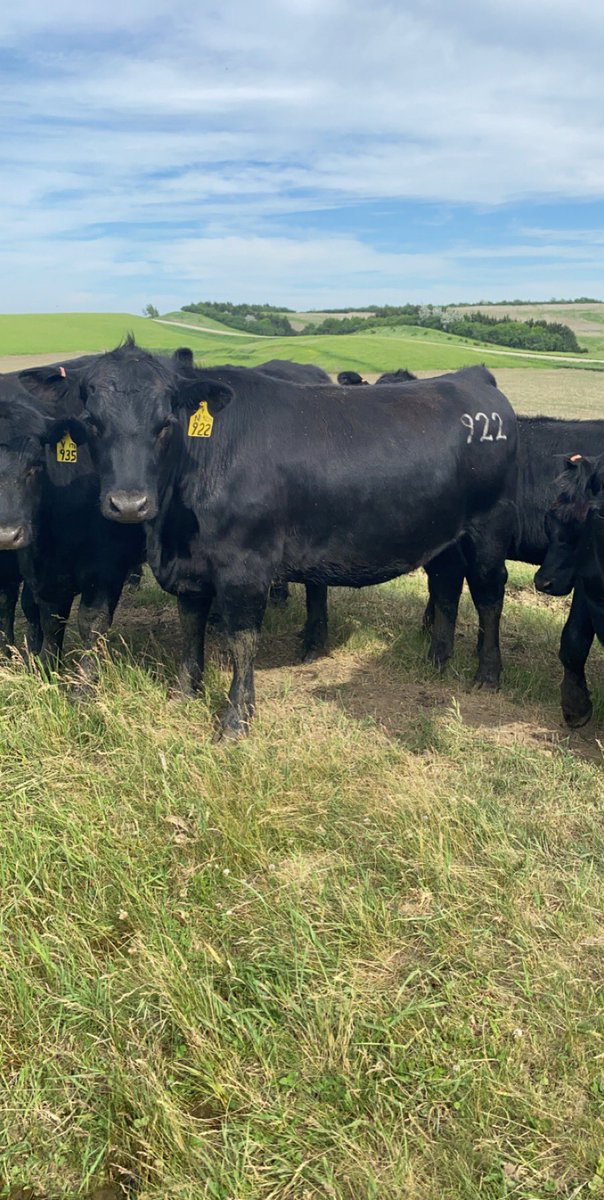 Kyle Musfeldt tweet media