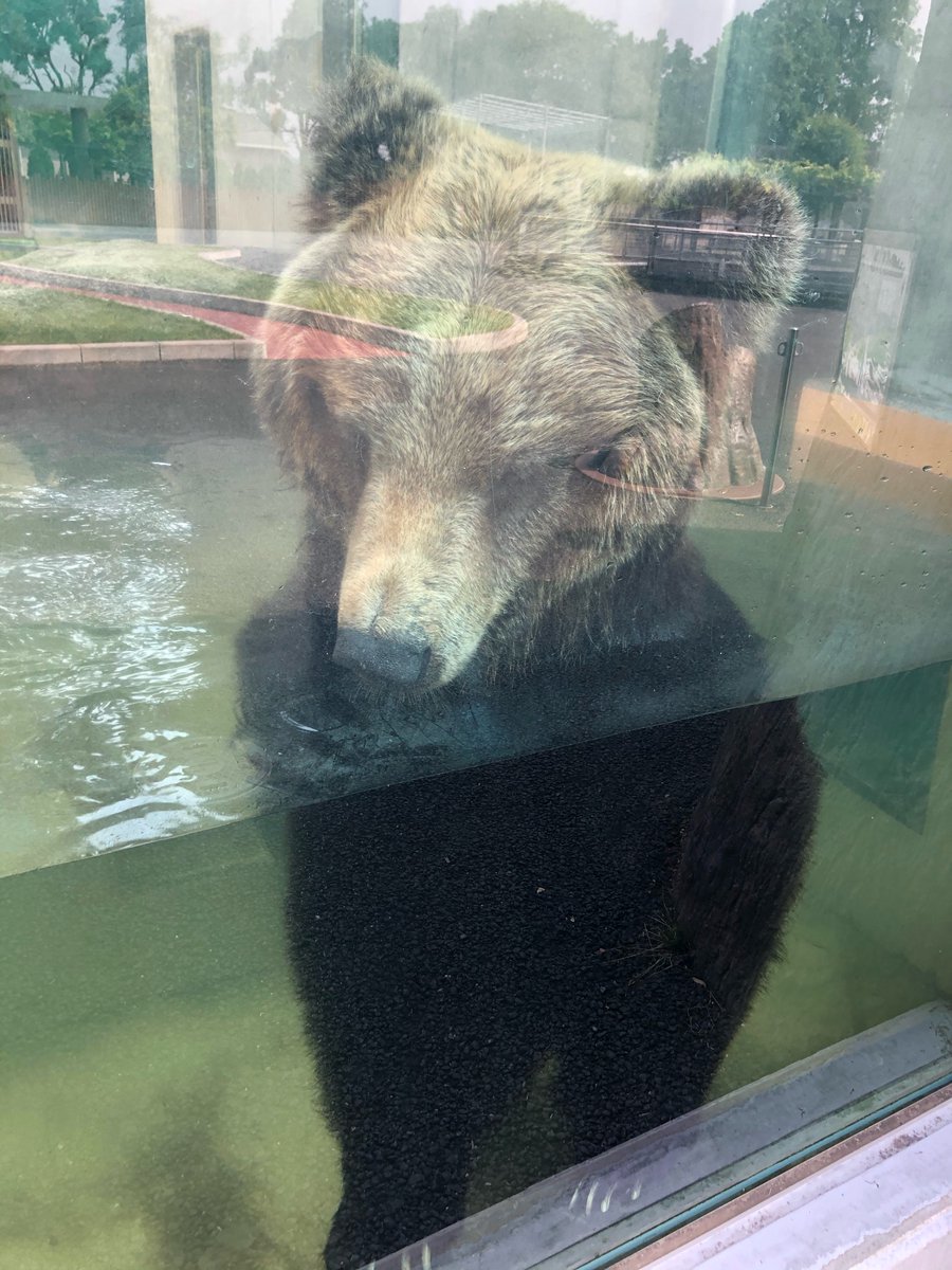 東武動物公園 公式 リュウくん A Twitter あー気持ちイイ 朝風呂 最高 東武動物公園 ヒグマ アヤメ 朝風呂