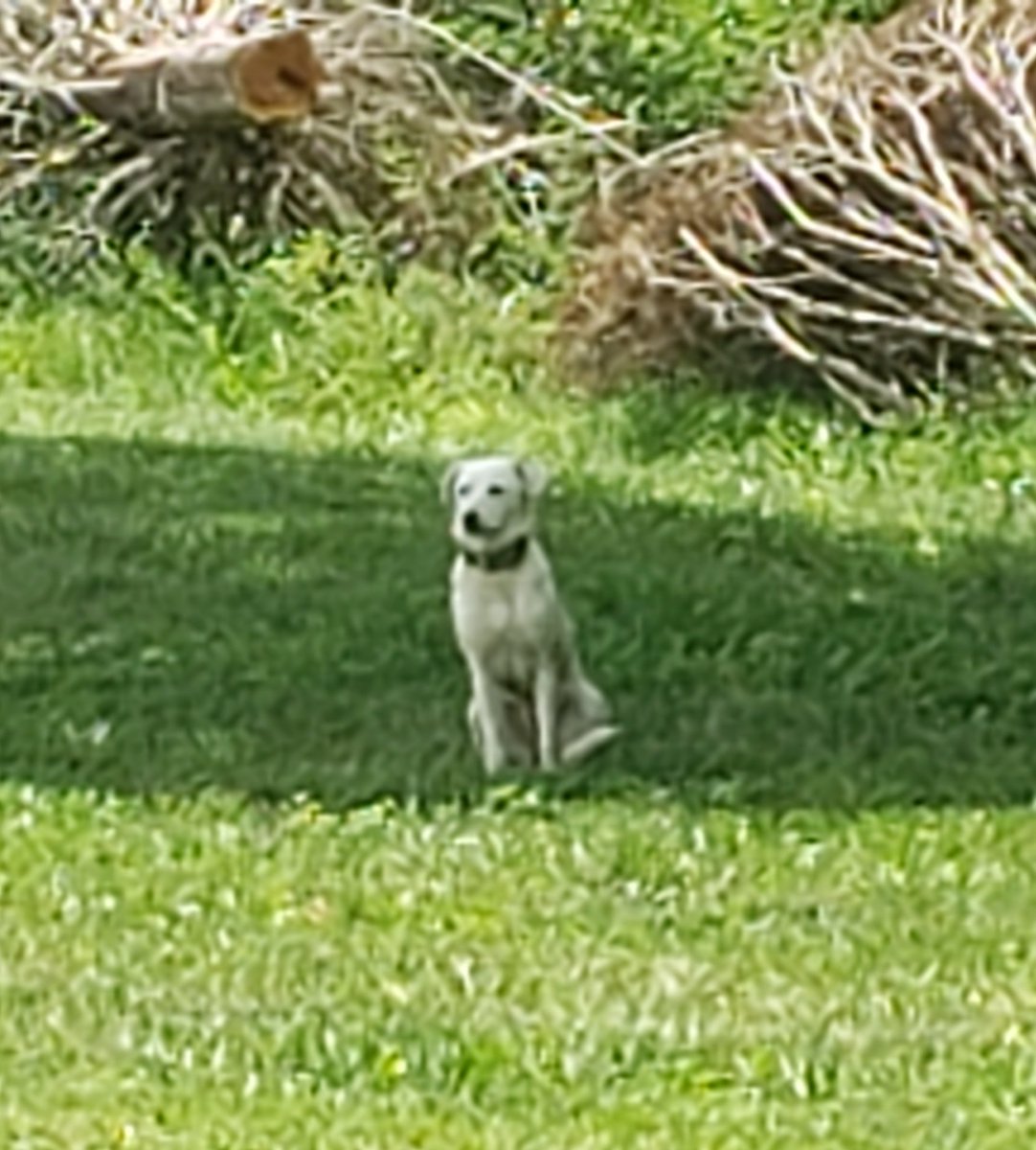 amycurran73's tweet photo. Anyone missing this furbaby? Found in Hadley area. @joeimel https://t.co/MYxMTEkd1x