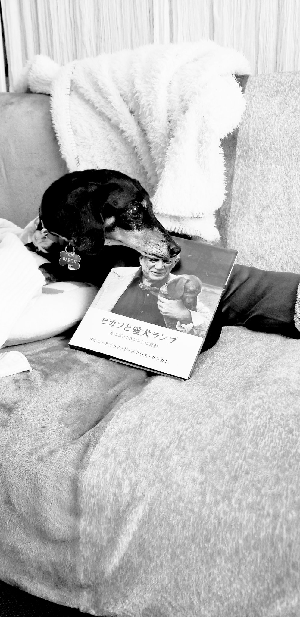 Twitter 上的 Baron ピカソが描いたダックスのポストカードを気に入ってずっと飾っていて ダックス好きだったのかなぁくらいの知識しかなかった私に ピカソの愛犬がダックスなんだよと教えて頂いて ランプちゃん ピカソと同じ年に亡くなるまで過ごしたそう