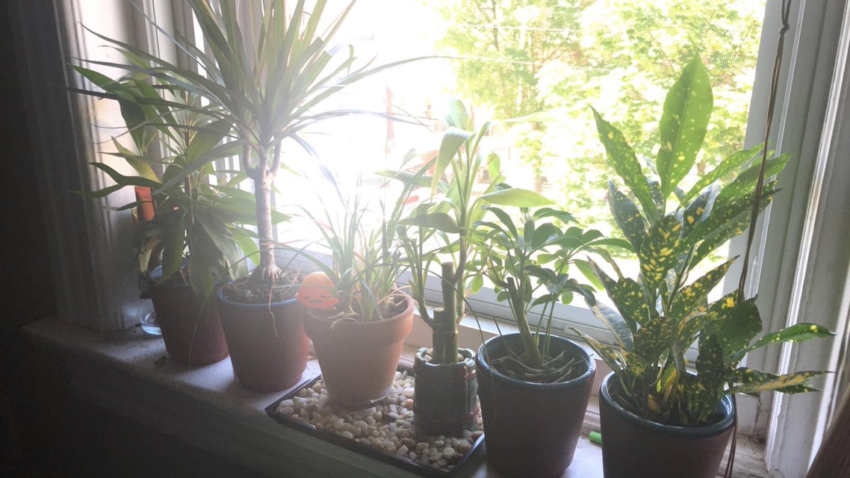 YuWillow's tweet photo. I spurged on some new babies as a form of therapy and wow I’m excited to be a plant mom again https://t.co/y0bp8eD7eQ