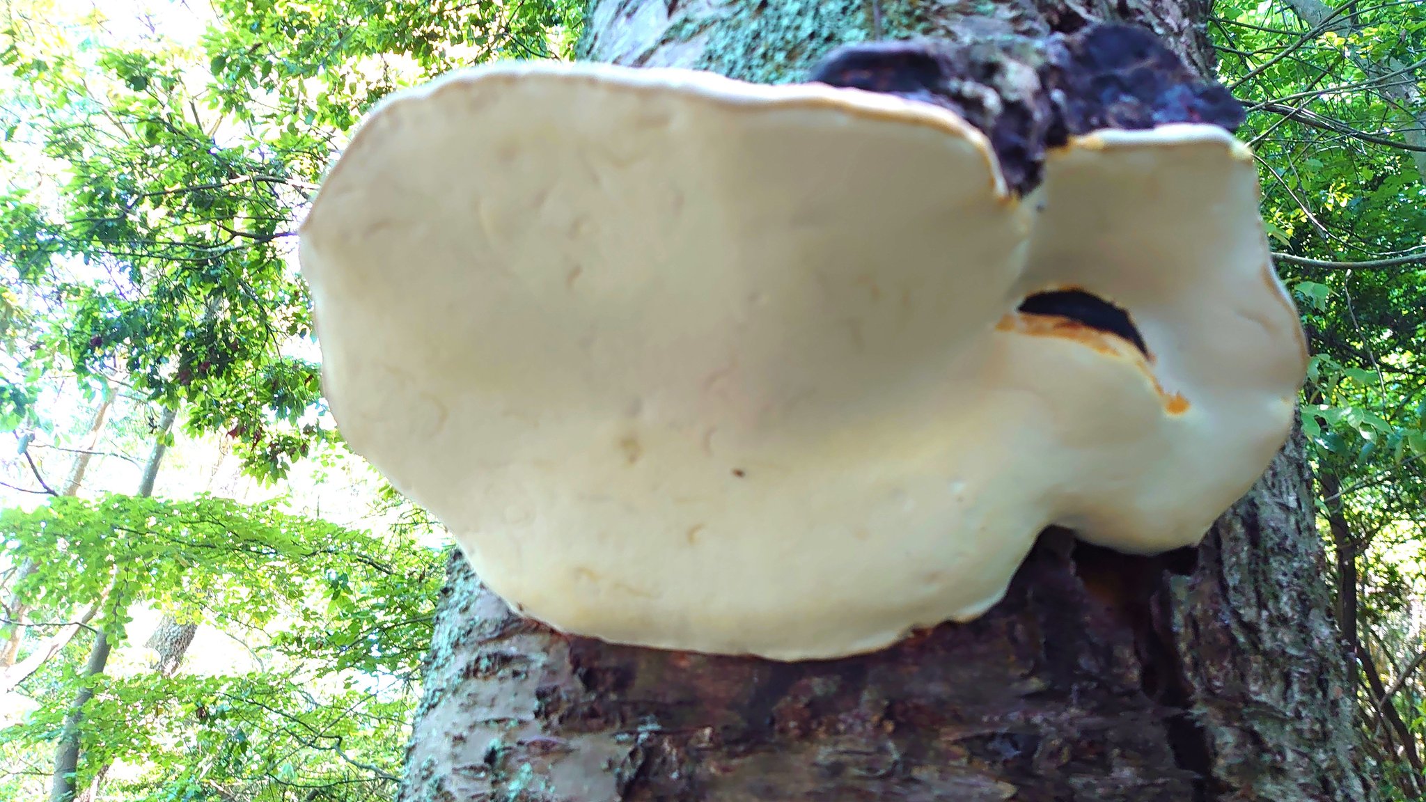 サルノコシカケ☆霊芝☆天然☆巨大