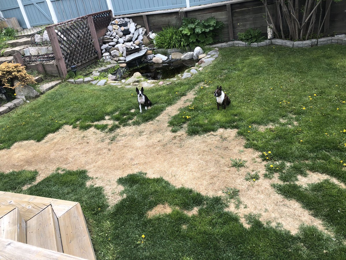 sandbott's tweet image. Love our pups but our grass doesn’t.😫 #CalgarySodMasters @X929 We need your help! #X929Sadbackyard