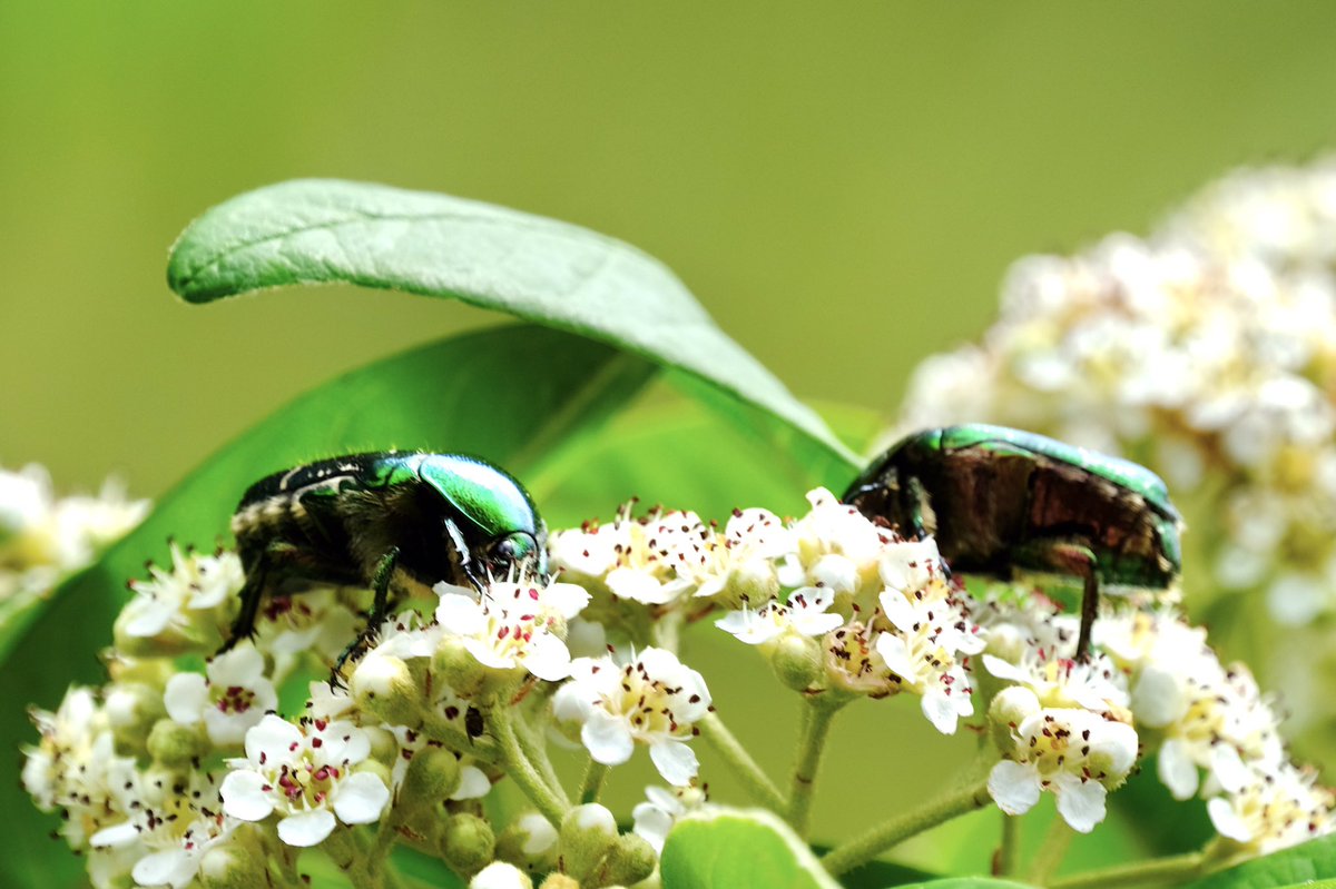 lphotography_j's tweet photo. Overrun with iridescent green Figeater / June Beetles at the moment so here they are for #WexMondays #fsprintmonday
#figeaterbeetle
#junebeetle
#bugs
#beetles
#fujifilm_xseries
#fujixt30 https://t.co/RUjbUvC1o2