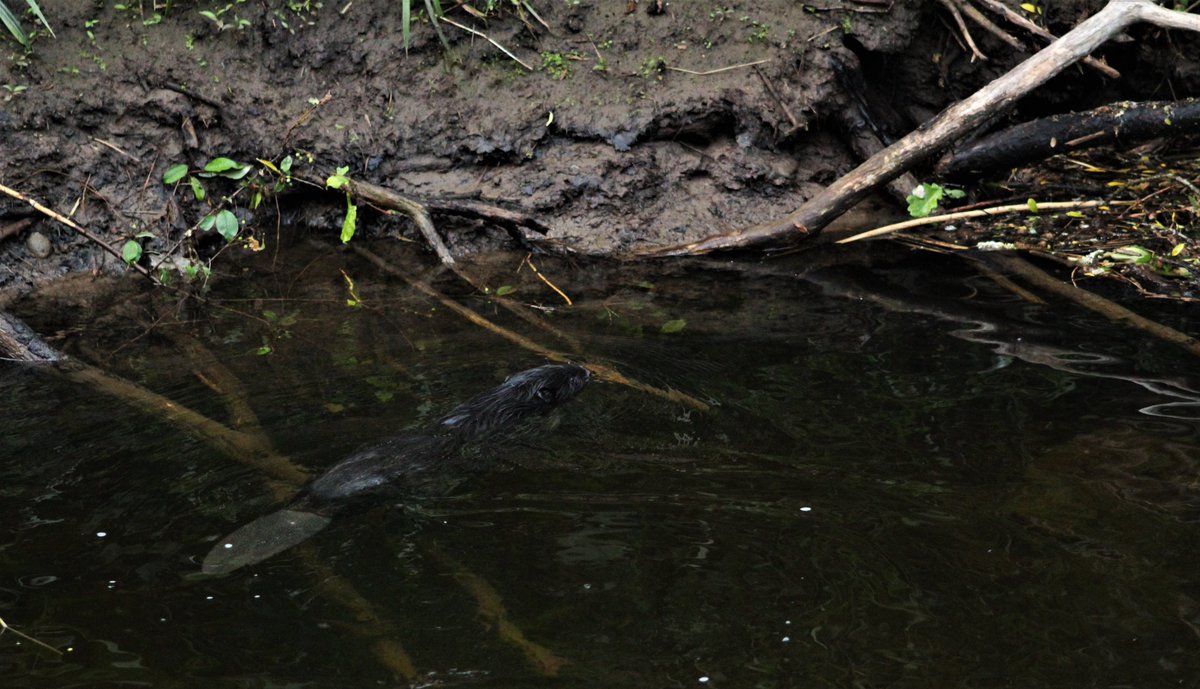 Gordon Muir tweet media