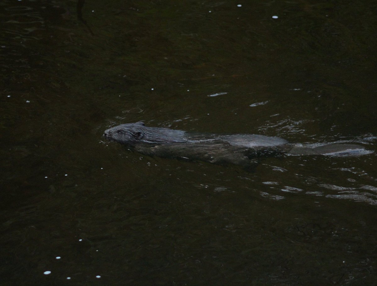 Gordon Muir tweet media