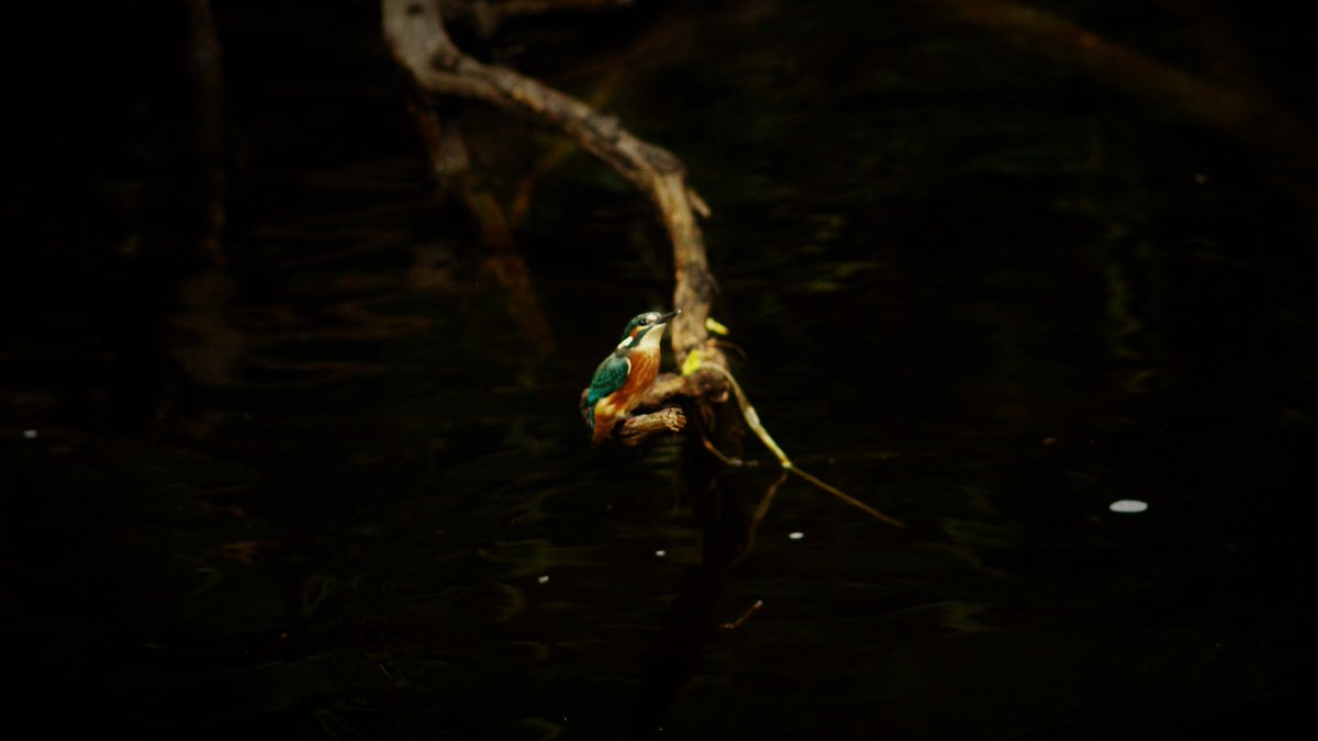 Gordon Muir tweet media