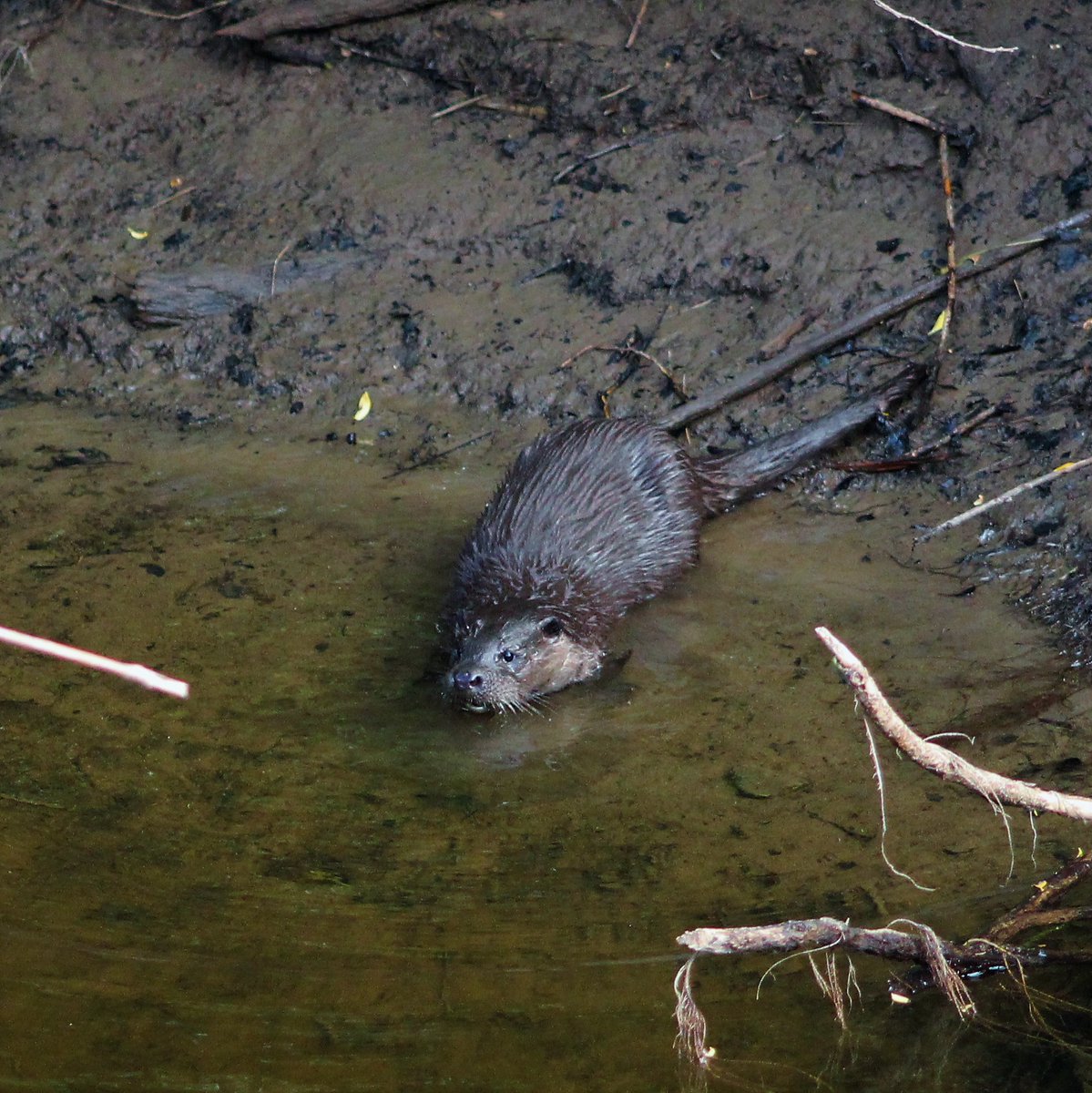 Gordon Muir tweet media