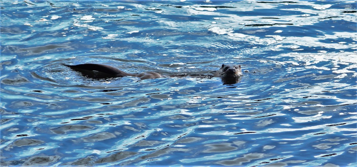 Gordon Muir tweet media