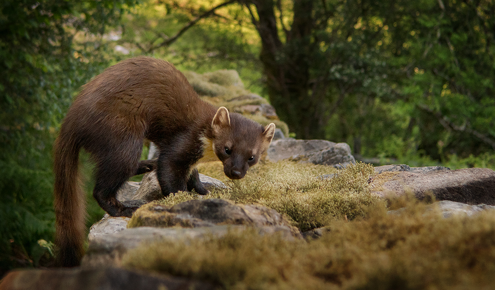 KwtImages's tweet image. Really enjoying working with the #pinemartens I have been leaving my camera out in the wild and triggering it with a #camtraptions PIR sensor. Great to get some close up natural shots of it going about its business. #BBCWildlifePOTD #bbcwildlifemagazine #wildlifephotography