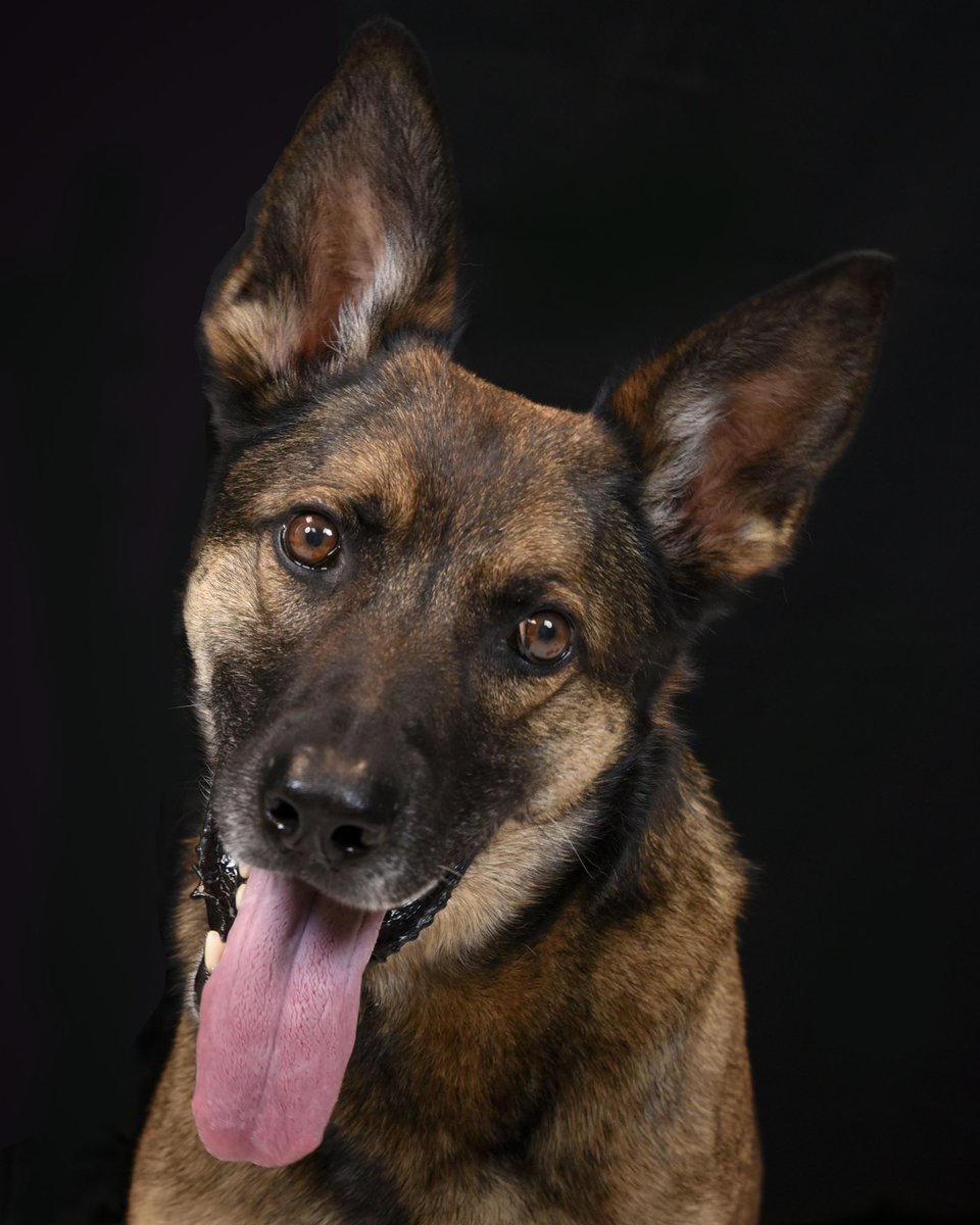 OHFCSO's tweet image. “Now, that’s a beautiful dog!” said every dog lover reading this tweet! Please wish K9 Turbo a happy birthday this month!  He is a German Shepherd/Malinios mix trained in building searches and evidence recovery, but he specializes in narcotics detection.  Good boy, Turbo.