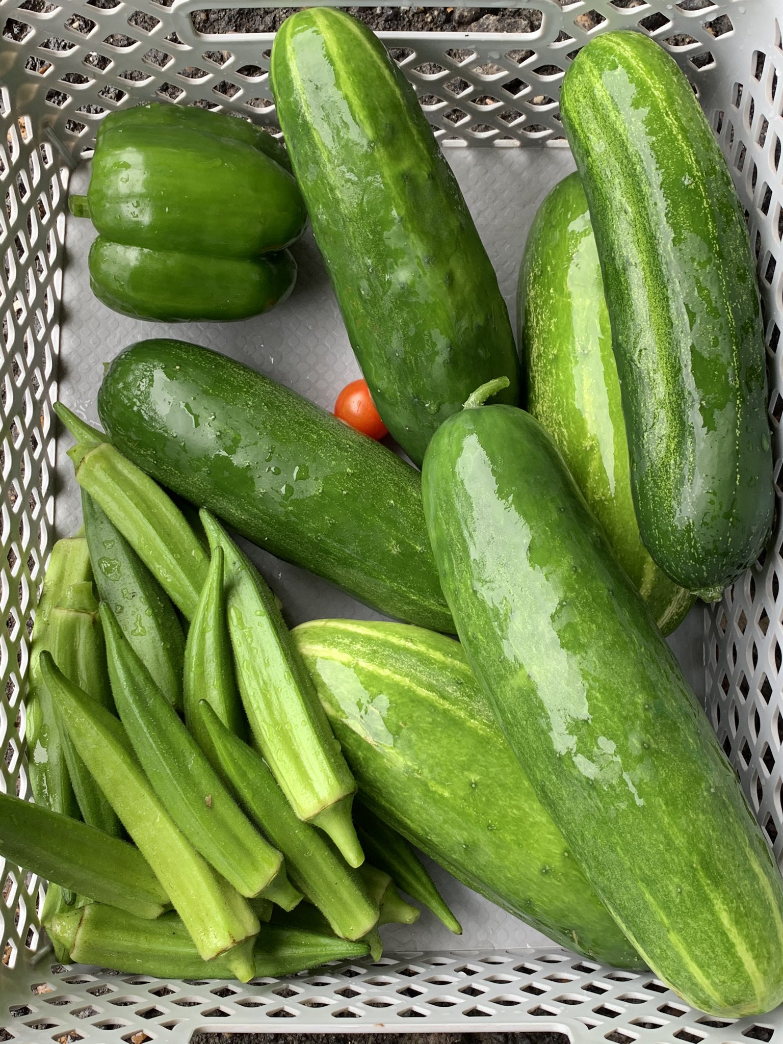 Monique Egana on Twitter "Today’s Harvest 😋 Even though this wack
