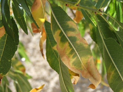 avicent_agr's tweet photo. @Plants_EFSA @EFSAJournal @blancaracol @Painferrer @pestsurvey @CNRS @StampaCnr @drstevenmwhite @xf_actors @Food_EU @Methods_EFSA @MAMirandaTweet ⬆️ Guidelines @Plants_EFSA @EFSA_EU #Xylellafastidiosa 🌳 #StatisticallySound #surveys essential in #outbreak detection and response 🌿 #PlantHealth https://t.co/MQXyFmDaJA