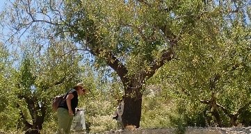 avicent_agr's tweet photo. @Plants_EFSA @EFSAJournal @blancaracol @Painferrer @pestsurvey @CNRS @StampaCnr @drstevenmwhite @xf_actors @Food_EU @Methods_EFSA @MAMirandaTweet ⬆️ Guidelines @Plants_EFSA @EFSA_EU #Xylellafastidiosa 🌳 #StatisticallySound #surveys essential in #outbreak detection and response 🌿 #PlantHealth https://t.co/MQXyFmDaJA