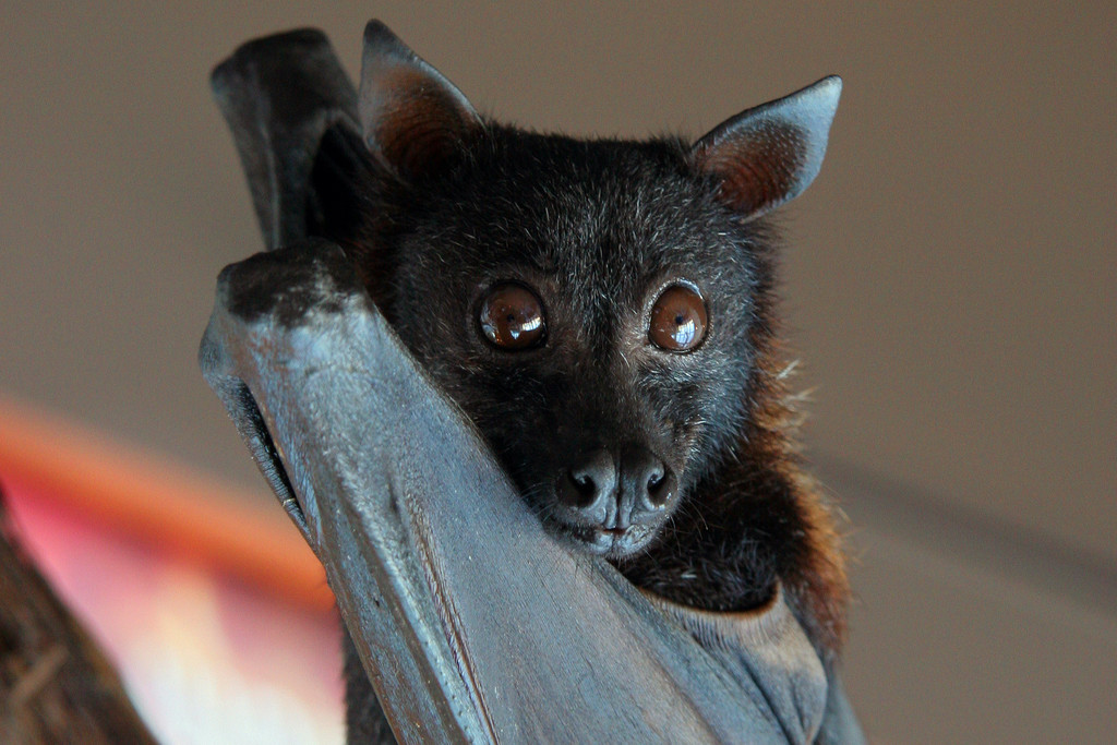 El estudio se centra en 5 grandes "familias" de murciélagos: "Rhinolophidae", "Vespertilionidae", "Hipposideridae", "Miniopteridae" y "Pteropodidae".