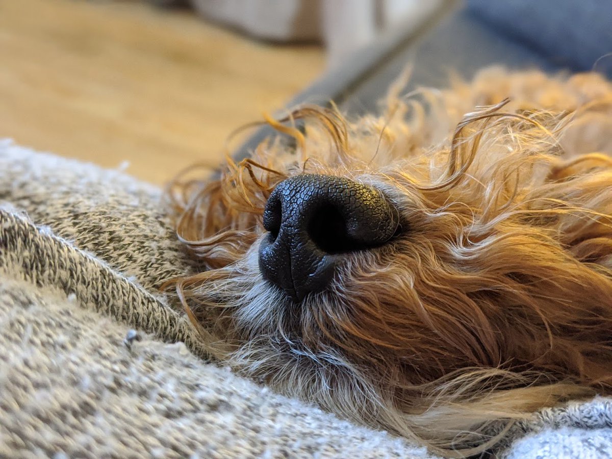 RafflesCockapoo's tweet image. 