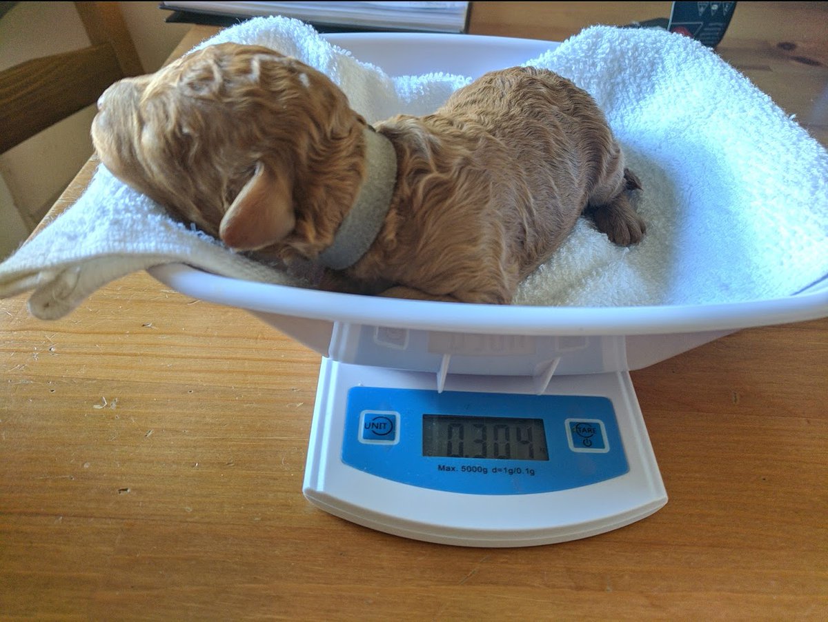 RafflesCockapoo's tweet image. 