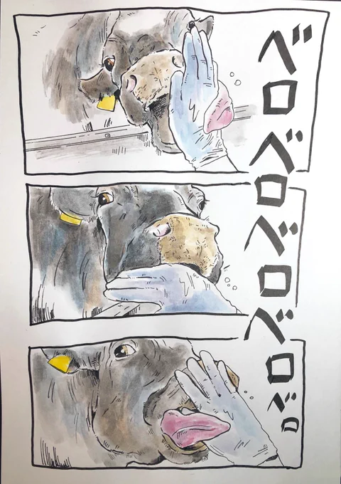 日中暑いですね☀️
牛の水槽掃除が捗ります… 