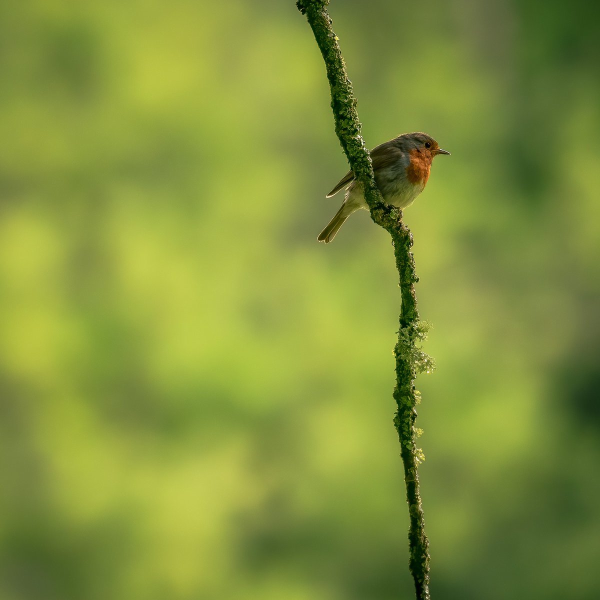 Alan Smith (@alanwsmithphoto) on Twitter photo Robin
Originally taken at ISO 3200, I thought it would be an ideal test for <a href="/topazlabs/">Topaz Labs</a> DeNoise AI. Very impressed.
#wildlife #wildlifephotography #lakedistrict #thelakelanders #WexMondays #sharemondays2020 #fsprintmonday Robin
Originally taken at ISO 3200, I thought it would be an ideal test for <a href="/topazlabs/">Topaz Labs</a> DeNoise AI. Very impressed.
#wildlife #wildlifephotography #lakedistrict #thelakelanders #WexMondays #sharemondays2020 #fsprintmonday