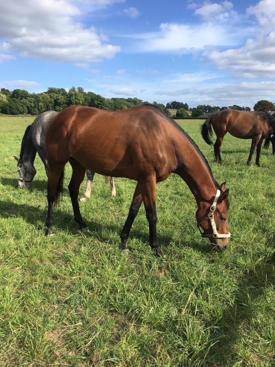 PowerstownStud tweet media