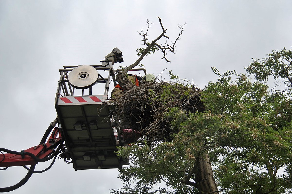 Brandweer Meppel haalt drie jonge ooievaars uit nest (Foto's) |. | #Steenwijk.