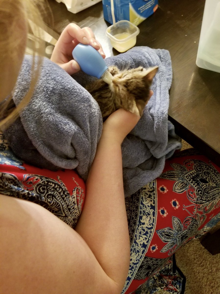 TheMomBlogWI's tweet image. We ended up with this precious sweet little angel last night after Mitchell nearly hit her 😭 I just dropped her off at the veterinary hospital to be checked and it was the worst!!! Like a bad drug deal; they didn’t even look at me. Praying and hoping she is alright 🐱