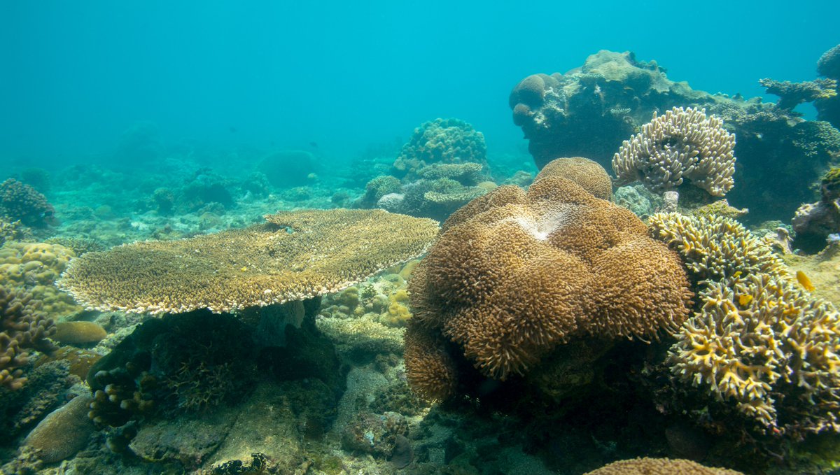 Sylvia A. Earle tweet media