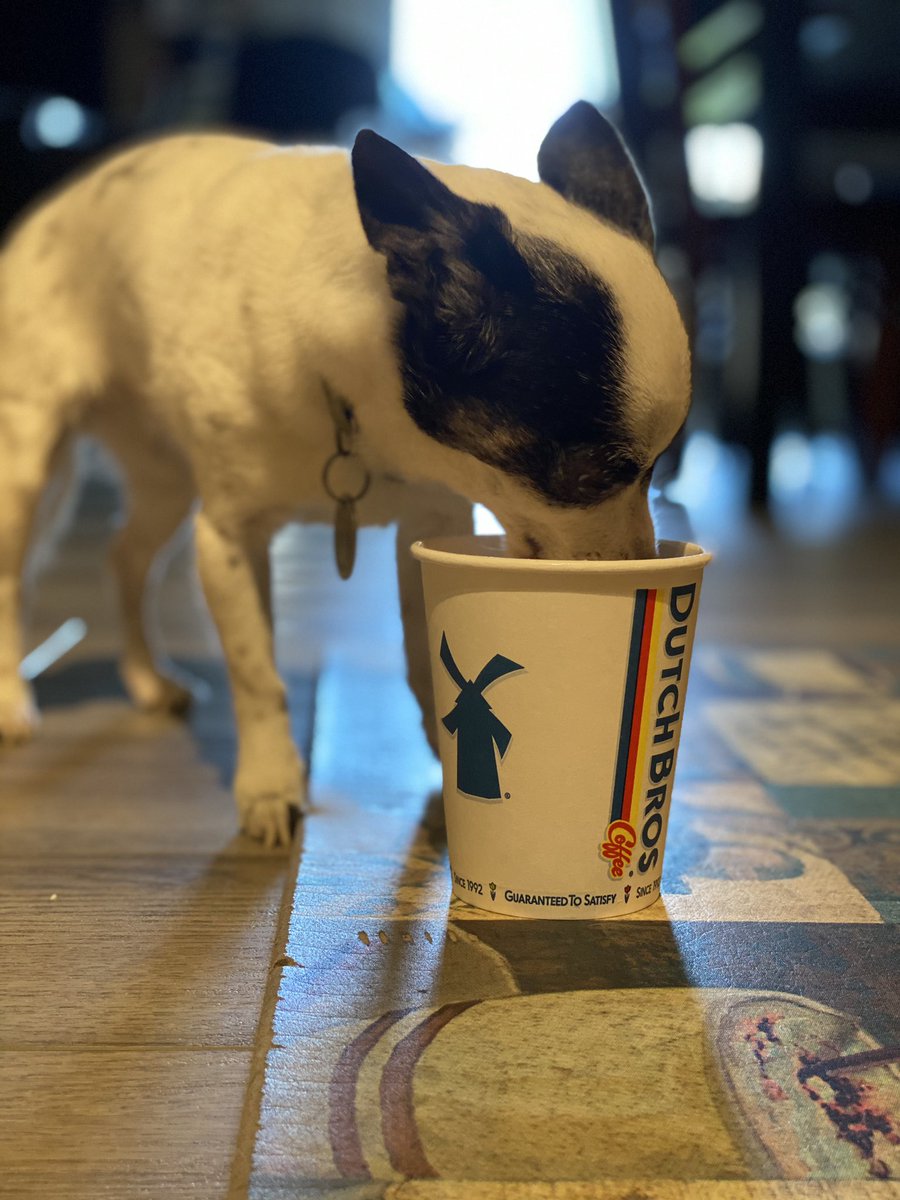 Our pups deserve @dutchbrosarizona too! Beanie certainly loves hers!