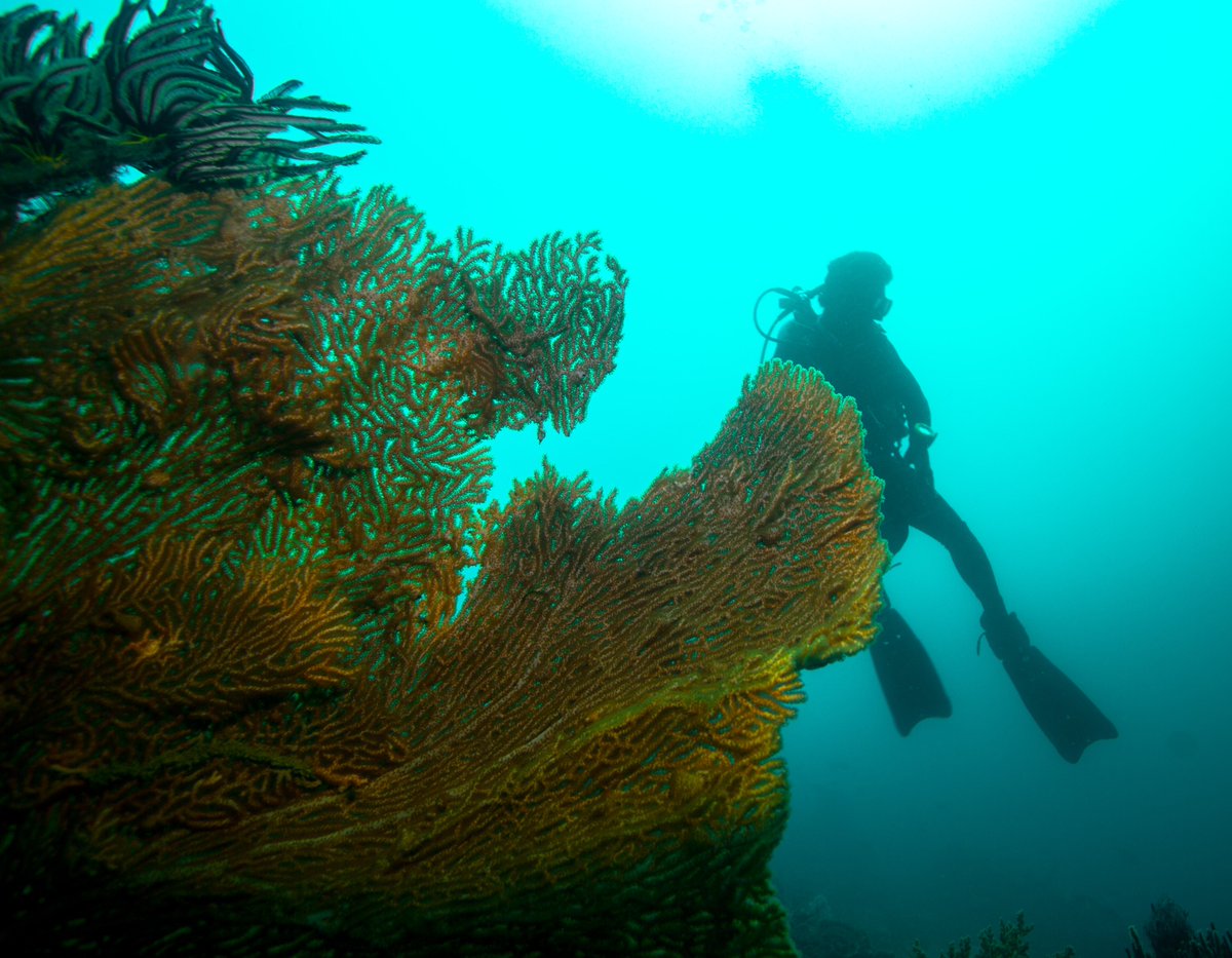 Sylvia A. Earle tweet media