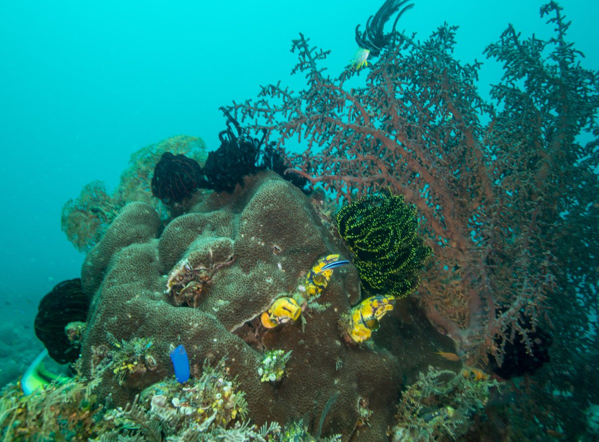 Sylvia A. Earle tweet media