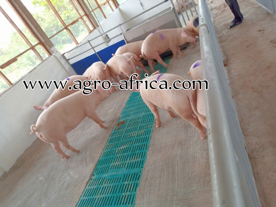 Opagya's tweet photo. Total piggery solution for your farm. Pig farming with ease. 
Office line: +233 303 968 828 https://t.co/tWgzCEm6bO