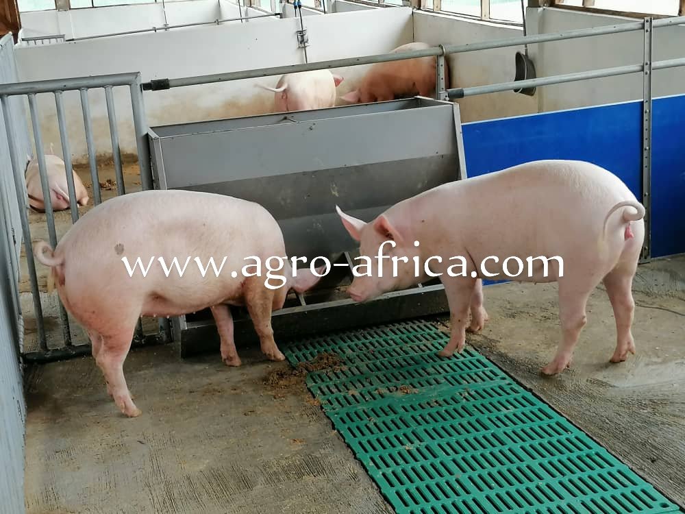 Opagya's tweet photo. Total piggery solution for your farm. Pig farming with ease. 
Office line: +233 303 968 828 https://t.co/tWgzCEm6bO