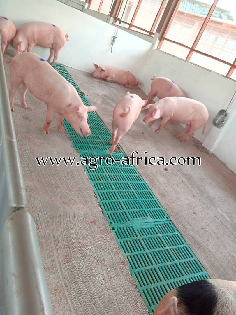 Opagya's tweet photo. Total piggery solution for your farm. Pig farming with ease. 
Office line: +233 303 968 828 https://t.co/tWgzCEm6bO