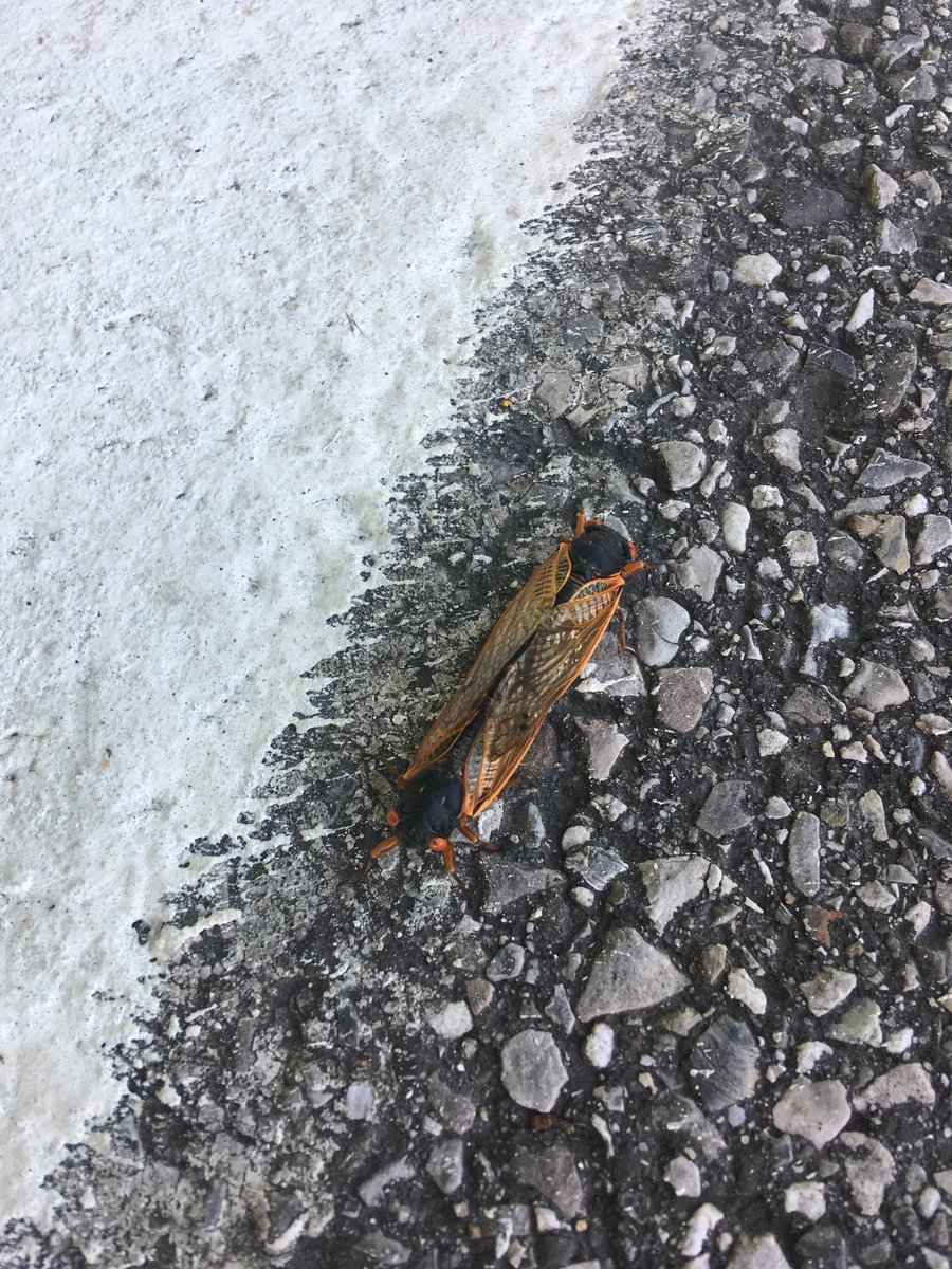 Mary Ann Hansen tweet media