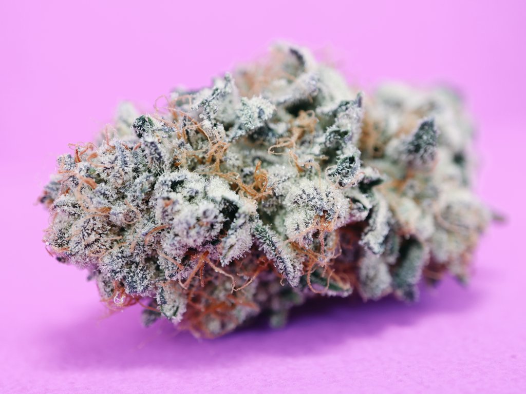 MotherLabs's tweet image. JMO by In-house Genetics. Ultra sturdy stocks, low leaf to calyx, rock solid bud structure and she's a hash makers dream. #motherscut #inhousegenetics #motherlabs #nursery