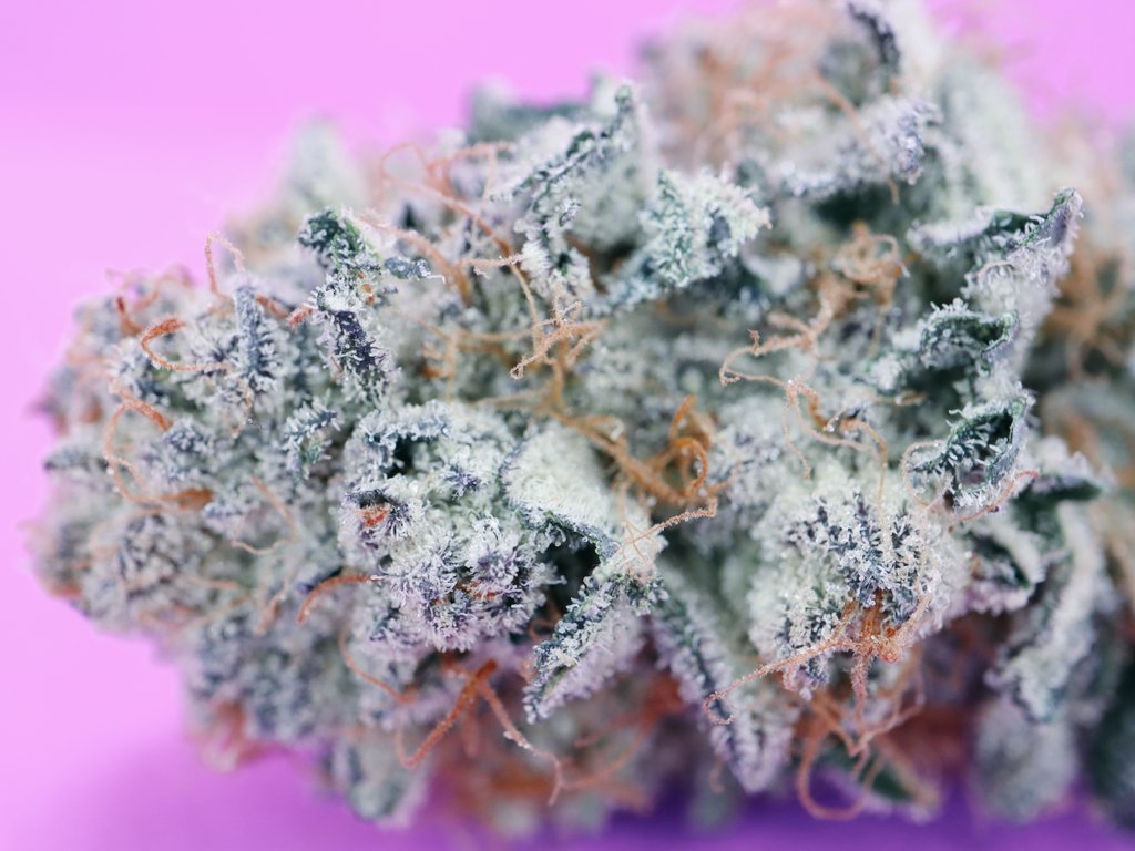 MotherLabs's tweet image. JMO by In-house Genetics. Ultra sturdy stocks, low leaf to calyx, rock solid bud structure and she's a hash makers dream. #motherscut #inhousegenetics #motherlabs #nursery