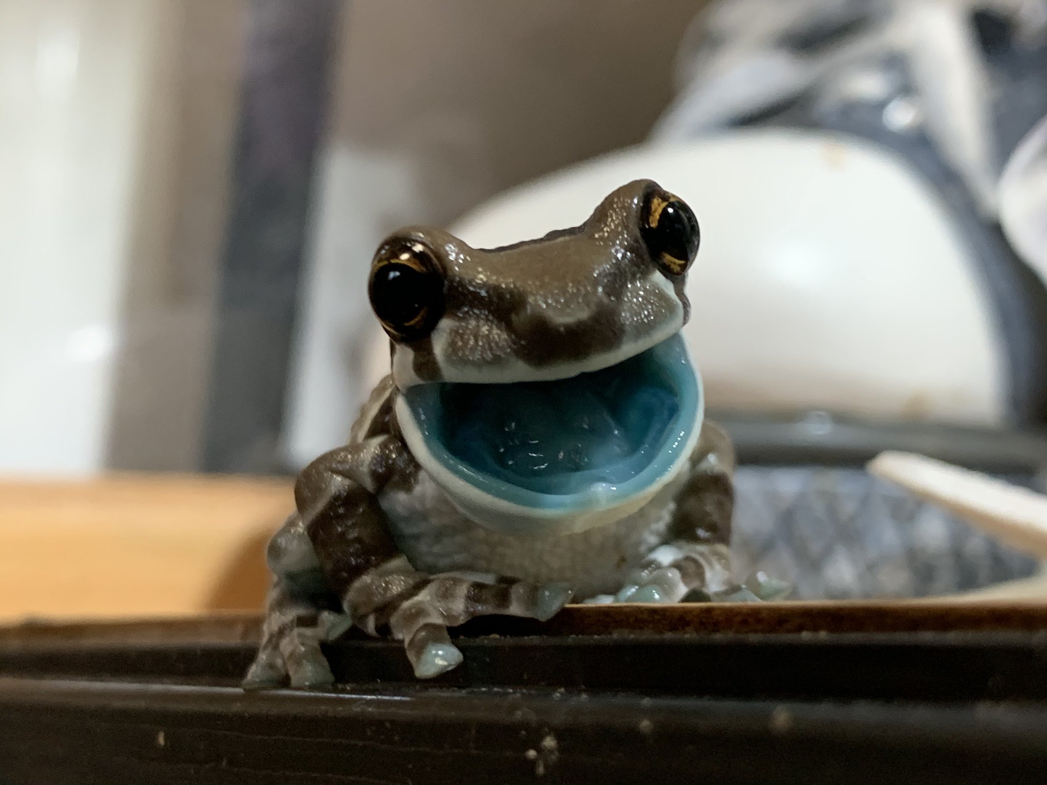 ぴよ@書籍【ぴよのカエルびより】発売中🐸 on Twitter: 