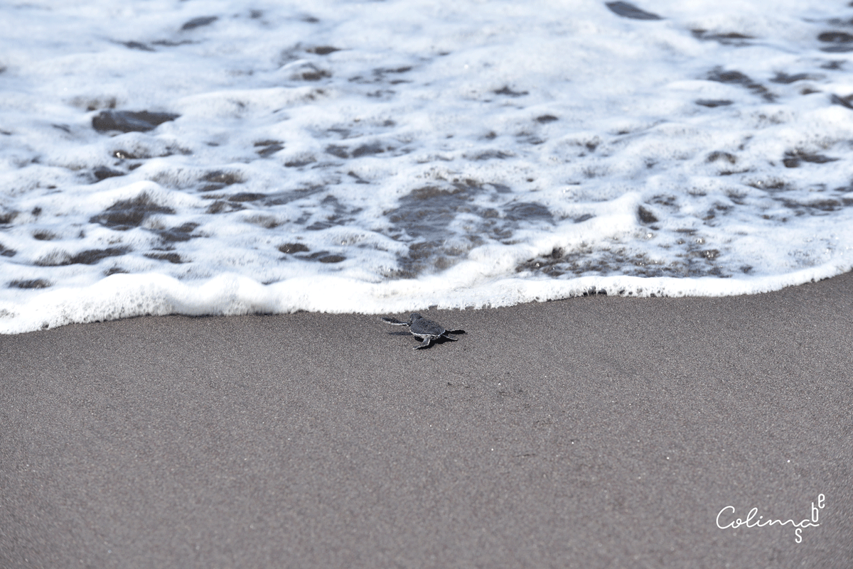 La temporada de arribazón de tortugas marinas en las costas de Colima empieza en junio y termina en diciembre. 

Tenemos libros disponibles para ti. Mándanos un mensaje para decirte cómo obtenerlos.