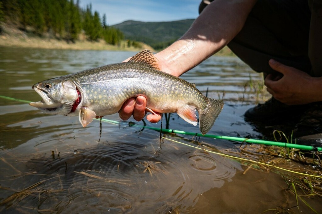 While not a common catch, brook trout inhabit several of our local area mountain lakes and reservoirs. These fish are beautiful, fun to catch, and nostalgic for many people from other parts of the country. Plus, they are the best table fare you’ll find s… instagr.am/p/CBMD7FlB-U-/