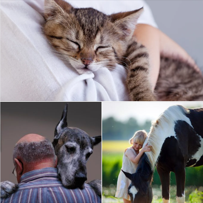 TAMUVMTH's tweet photo. Your best friend doesn't always have to be human.
 #bestfriendsday https://t.co/m5sZ9L9VdP
